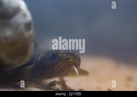 Burbot a Belguim Foto Stock