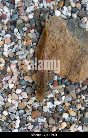 Burbot a Belguim Foto Stock