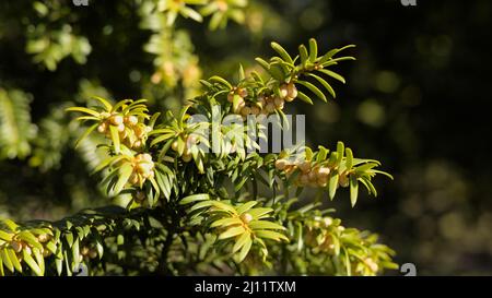 Yew (Taxus baccata) fiori maschili, fotografia scattata in una luce del sole del mattino nel mese di marzo Foto Stock