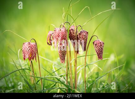 Primo piano sui fiori di scacchi selvatici in via di estinzione in un ambiente naturale Foto Stock