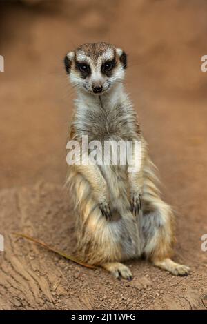 Mammiferi / Un Meerkat prendere il sole al Ballarat Wildlife Park in Ballarat Australia. Foto Stock