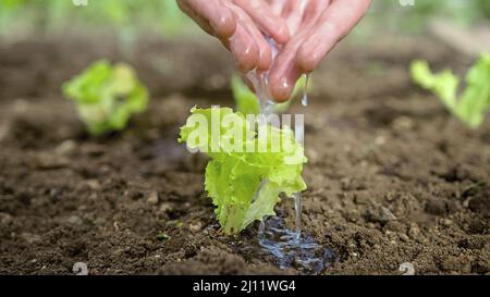 Le mani femminili innaffiare delicatamente una piccola lattuga che semina sulla terra giorno, versando acqua da palme piegate, primo piano-up colpo. Foto Stock