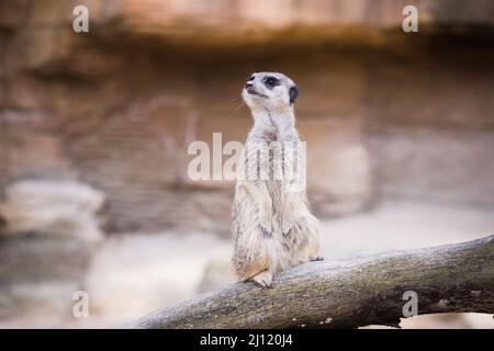 Closeup shot ofa cute meerkat in piedi su un tronco di albero su sfondo sfocato Foto Stock