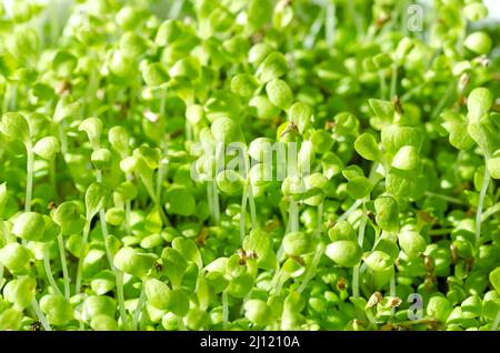 Microgreens di cicoree comune, primo piano. Cotiledoni di Cichorium intybus, piante giovani, giovani piante verdi fresche e germogli. Coltivato per foglie di insalata. Foto Stock