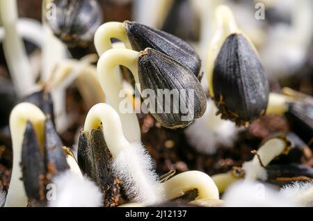 Girasoli comuni, germogliando da seme, in luce solare brillante. Helianthus annuus, cotiledoni con piccoli e fragili peli di radice, germinanti da semi di semi. Foto Stock