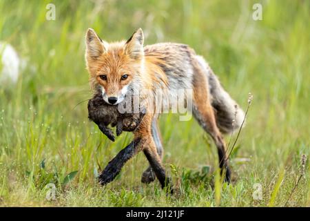 Volpe rossa che torna alla tana con coniglio. Foto Stock