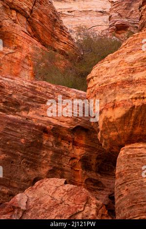 Affioramento di arenaria a Calico Hills, Red Rock Canyon National Conservation Area, Nevada Foto Stock