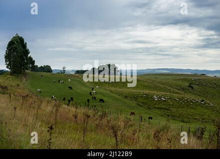 campo verde con diversi bestiame al pascolo Foto Stock