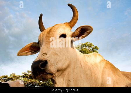 mucca di nelore isolata su sfondo cielo Foto Stock