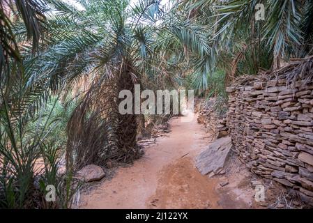 Un sentiero sabbioso tra le piume di Terjit Oasis, Regione di Adrar, Mauritania Foto Stock