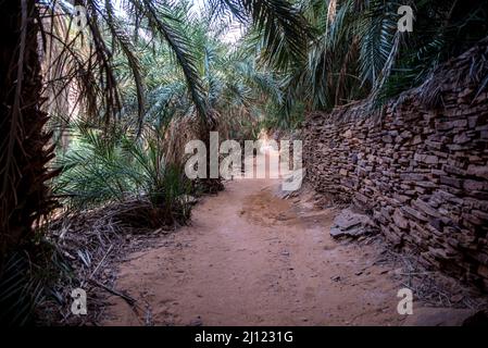 Un sentiero sabbioso tra le piume di Terjit Oasis, Regione di Adrar, Mauritania Foto Stock