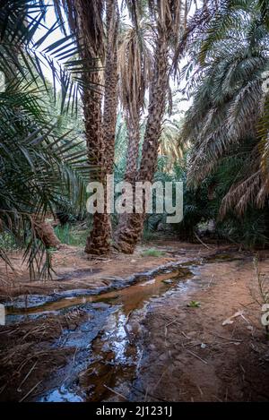 Insenatura tra le palme in Terjit Oasis, Regione di Adrar, Mauritania Foto Stock