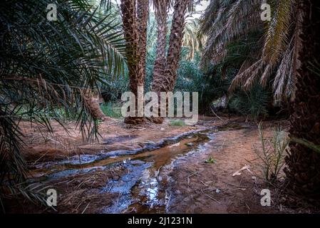 Insenatura tra le palme in Terjit Oasis, Regione di Adrar, Mauritania Foto Stock