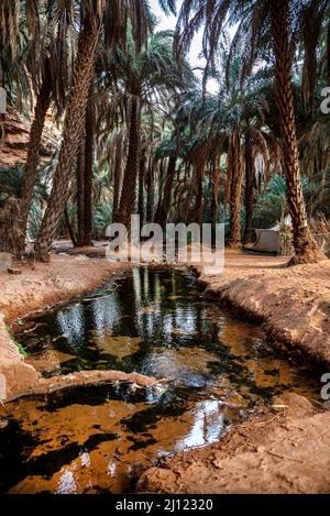 Insenatura tra le palme in Terjit Oasis, Regione di Adrar, Mauritania Foto Stock