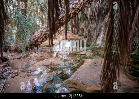 Insenatura tra le palme in Terjit Oasis, Regione di Adrar, Mauritania Foto Stock