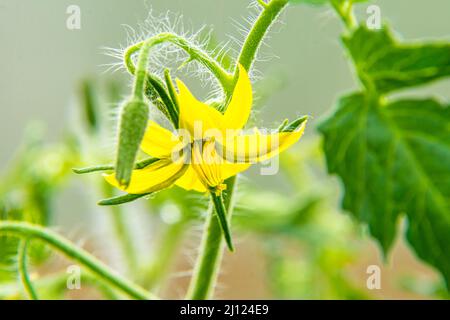 Un fiore giallo di pomodoro Solanaceae fiorisce in una serra, condizioni favorevoli e l'illuminazione danno un raccolto ricco, fuoco selettivo Foto Stock