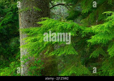 Abete Sitka (Picea sitchensis), Old Growth Cedar Preserve, Rockaway Beach, Oregon Foto Stock