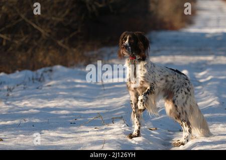 Spaniel francese che punta Foto Stock