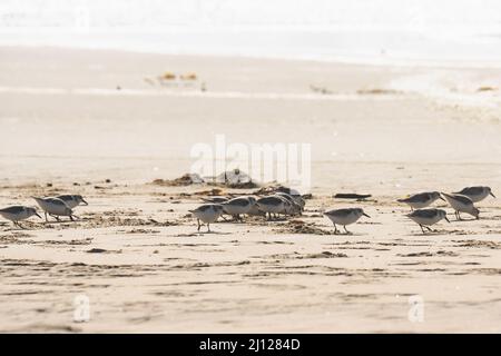 Gregge di uccelli Plover sulla spiaggia. I piccoli uccelli (le dimensioni di un passero) si nutrono di invertebrati nella linea di surf e rack. Foto Stock