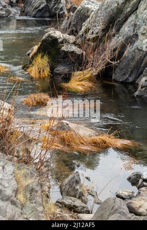 Erba secca lungo il fiume Cosumnes abbattuto dalle acque alluvionali Foto Stock