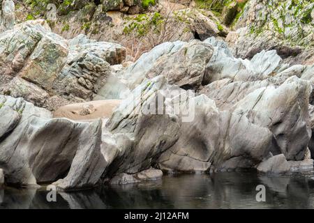 Erba secca lungo il fiume Cosumnes abbattuto dalle acque alluvionali Foto Stock