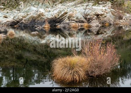 Erba secca lungo il fiume Cosumnes abbattuto dalle acque alluvionali Foto Stock