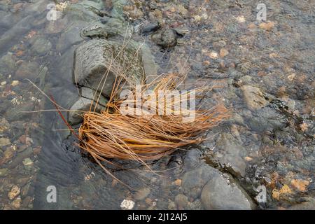 Erba secca lungo il fiume Cosumnes abbattuto dalle acque alluvionali Foto Stock