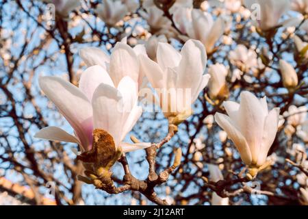 Magnolia soulangeana chiamato anche piattino magnolia fiore primavera albero con bellissimi fiori rosa bianco. Foto Stock