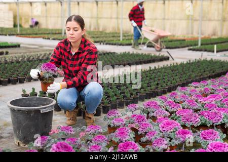 Fiorista maschile che lavora con piante di Begonia Foto Stock