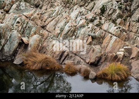 Erba secca lungo il fiume Cosumnes abbattuto dalle acque alluvionali Foto Stock