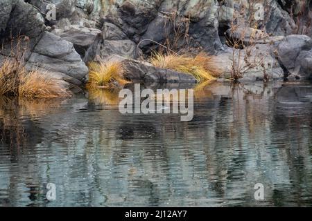 Erba secca lungo il fiume Cosumnes abbattuto dalle acque alluvionali Foto Stock