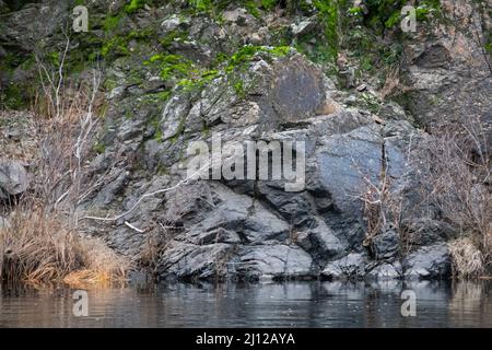 Erba secca lungo il fiume Cosumnes abbattuto dalle acque alluvionali Foto Stock