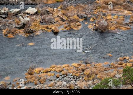 Erba secca lungo il fiume Cosumnes abbattuto dalle acque alluvionali Foto Stock