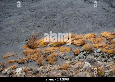 Erba secca lungo il fiume Cosumnes abbattuto dalle acque alluvionali Foto Stock