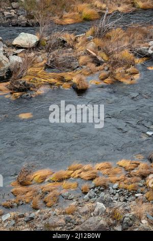 Erba secca lungo il fiume Cosumnes abbattuto dalle acque alluvionali Foto Stock