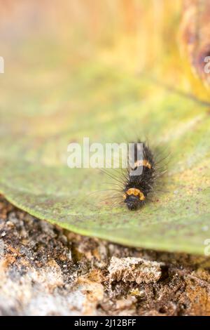 nero caterpillar con strisce gialle su una foglia, prese in profondità di campo poco profonda, macro closeup con spazio di copia Foto Stock