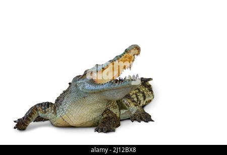 Coccodrillo isolato su sfondo bianco con percorso di taglio, coccodrillo in azione aggressiva, bocca aperta e cerchiando a lato del corpo, immagine v Foto Stock