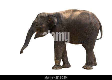 Il corpo intero isolato di elefante asiatico del bambino, vista laterale, un'immagine di un elefante del bambino su sfondo bianco, tracciato di ritaglio nel file. Foto Stock