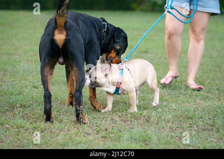 Bulldog e Rottweiler cinguettano e si sentono l'odore al parco. Cane socializzare o concetto di saluto. Foto Stock