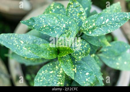 Codiaeum variegatum Oro polvere pianta primo piano Foto Stock