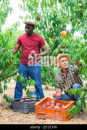 Due contadini che raccolgono pesche mature in giardino Foto Stock