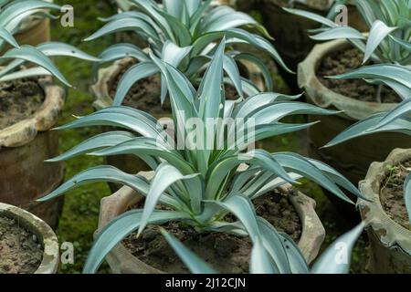 Agave piante in vasi grandi Foto Stock