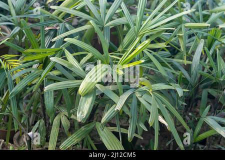 Lady palme in vivaio di piante Foto Stock