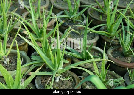 Piante di Aloe vera che crescono in pentole di argilla Foto Stock