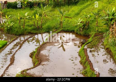 I campi di riso sono cresciuti con piccole piante di riso con abbondante acqua combinata con un sistema di terrazzamento per ridurre l'erosione, i temi agricoli e l'agricoltura Foto Stock