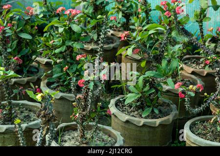 Euphorbia milii pianta in pentole grandi Foto Stock