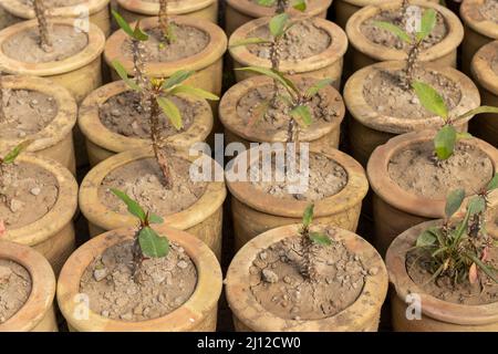 Propagare piante di euforbia milii in un pentole Foto Stock