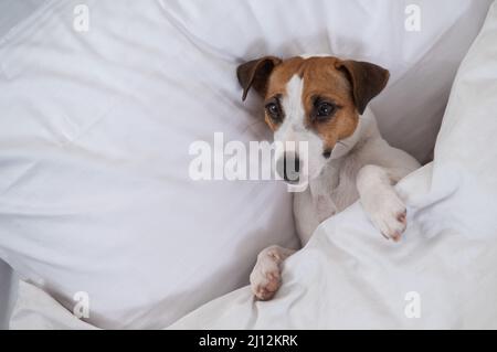 Jack Russell Terrier cane si trova nel letto sotto le coperture. L'animale domestico dorme nella camera da letto. Foto Stock
