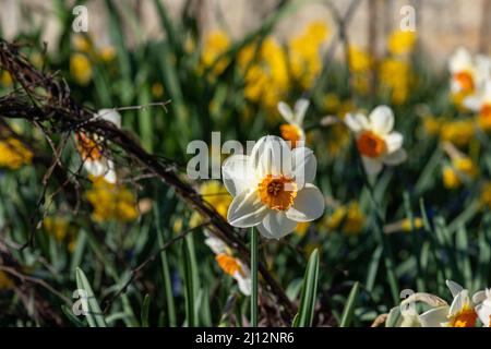 Daffodil a fiore di mazzo aka Amaryllidaceae Foto Stock