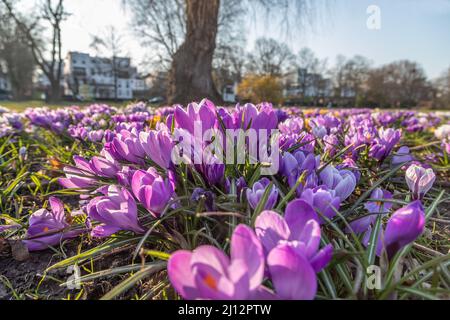 croci viola su un prato nel parco Foto Stock